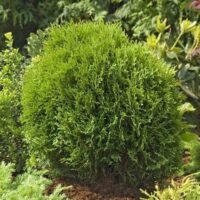 Thuja occ. ´Tiny Tim´ 20–30 K2,5
