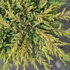 Juniperus communis 'Goldschatz' - Kontejner 18 L-80KM-roubovaný na kmínku