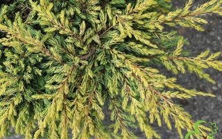 Juniperus communis 'Goldschatz'