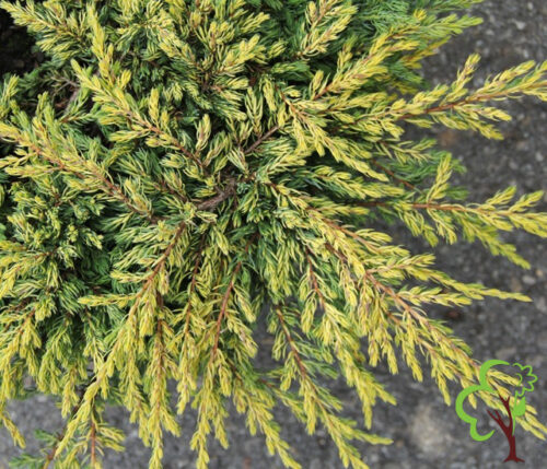Juniperus communis 'Goldschatz' - Obrázek 1