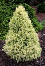 Picea glauca ´J.W. Daisy´s White´ 30–35 K2 - Obrázek 2