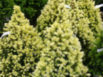 Picea glauca ´J.W. Daisy´s White´ 30–35 K2