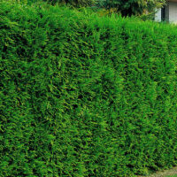 Cupressocyparis leylandii '2001'