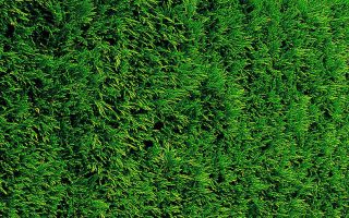 Cupressocyparis leylandii '2001'