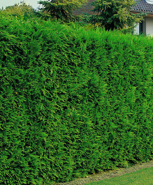 Cupressocyparis leylandii '2001' - Image 1