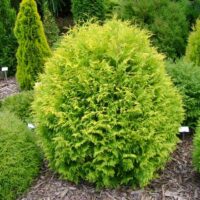 Thuja occ. Anniek® 15–20