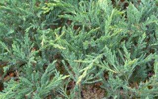Juniperus hor. Prostrata 20–30