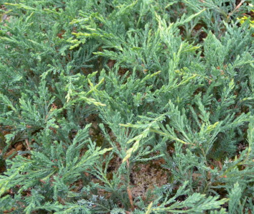 Juniperus hor. Prostrata 20–30 - Obrázek 1