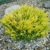 Juniperus horizontalis 'Lime Glow' - Kontejner 2 l, v. 15-20 cm