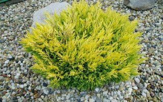 Juniperus horizontalis 'Lime Glow'