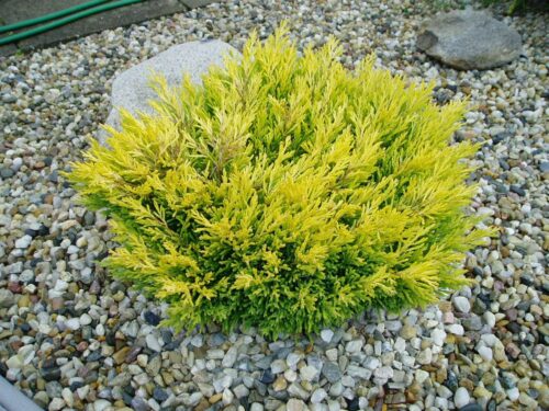 Juniperus horizontalis 'Lime Glow' - Obrázek 1