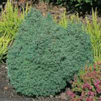 Chamaecyparis obtusa 'Wissel'