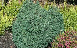 Chamaecyparis obtusa 'Wissel'