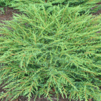 Juniperus communis 'Green Carpet'