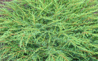 Juniperus communis 'Green Carpet'