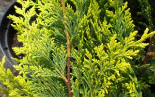 Cupressocyparis leylandii 'Castlewellan Gold'