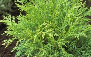 Microbiota decussata