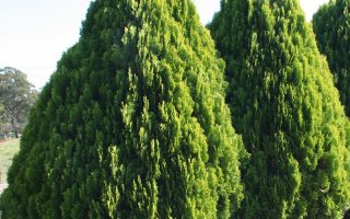 Thuja orientalis 'Aurea Nana'