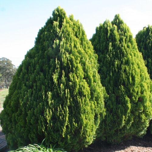Thuja orientalis 'Aurea Nana' - Obrázek 1