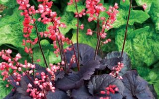 Heuchera dlužicha,  P 12 – 'Bella Note'