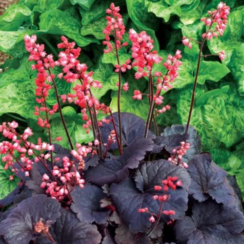 Heuchera dlužicha,  P 12 – 'Bella Note' - Obrázek 1