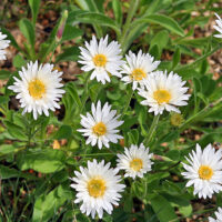 Aster alpinus ´Weisse Schöne´ K 9x9