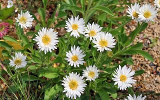 Aster alpinus ´Weisse Schöne´ K 9x9