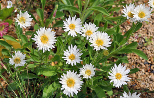 Aster alpinus ´Weisse Schöne´ K 9x9 - Obrázek 1