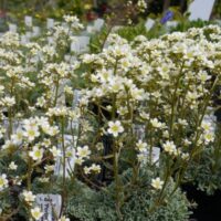 Saxifraga ´Portae´ K 9x9