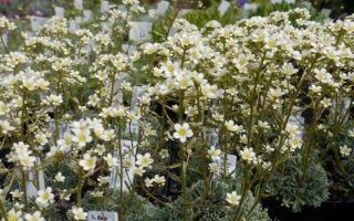 Saxifraga ´Portae´ K 9x9