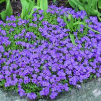 Aubrieta ´Blaumeise´ K 9x9