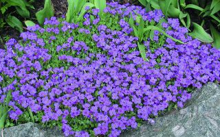 Aubrieta ´Blaumeise´ K 9x9