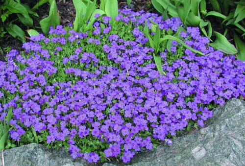 Aubrieta ´Blaumeise´ K 9x9 - Obrázek 1