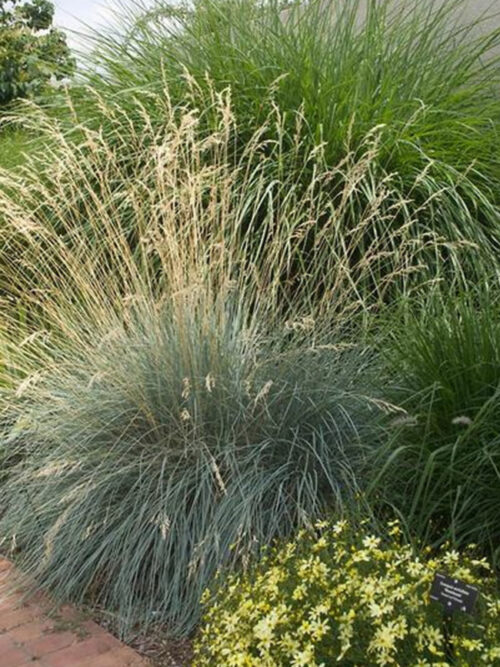 Helictotrichon sempervirens 9x9x8 - Obrázek 1