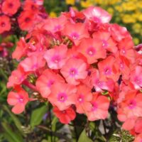 Phlox paniculata 'Adessa Compact Orange'