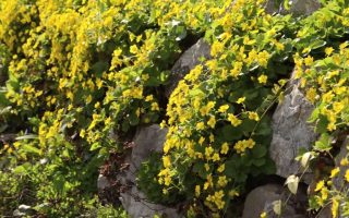 Waldsteinia ternata ´Forest Sun´ 9x9x8