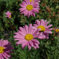 Tanacetum coccineum ´Robinson Pink´ 9x9x8