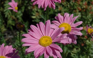 Tanacetum coccineum ´Robinson Pink´ 9x9x8