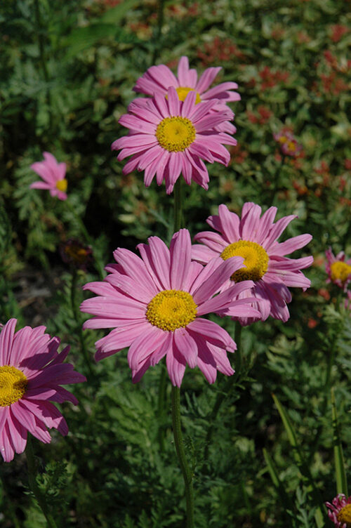 Tanacetum coccineum ´Robinson Pink´ 9x9x8 - Obrázek 1