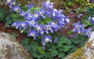 Aquilegia flabellata Cameo Blue and White, K 9