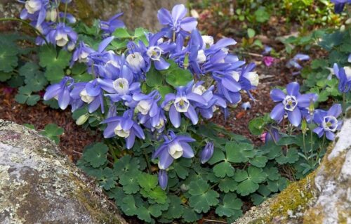 Aquilegia flabellata Cameo Blue and White, K 9 - Obrázek 1