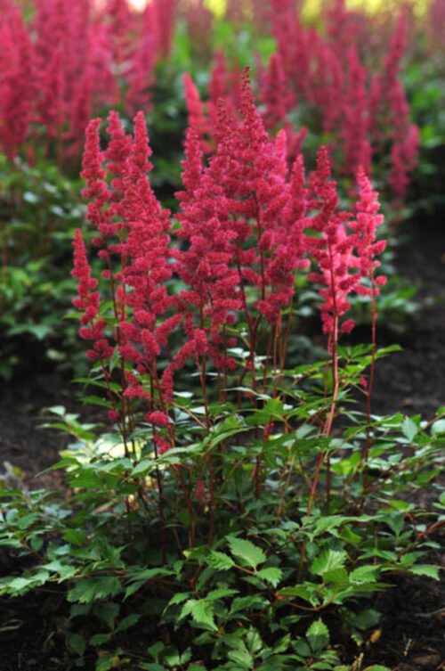 Astilbe japonica Čechrava japonská –Red Sentinel, ko 1L - Obrázek 1