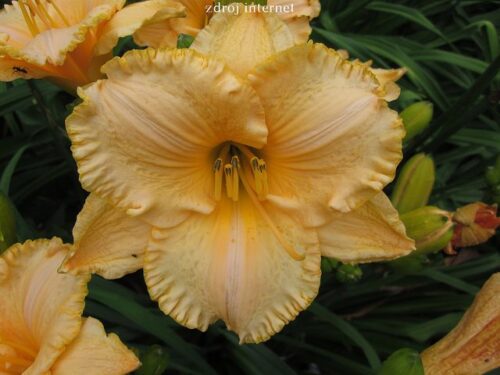 Hemerocallis hybrida DENIVKA – 'Astolat', P 13 - Image 1