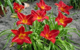 Hemerocallis hybrida DENIVKA – 'Anzac', P 13