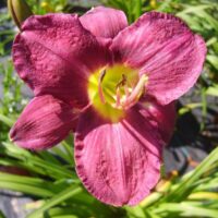 Hemerocallis hybrida DENIVKA – 'Chicago Royal Robe', P 13