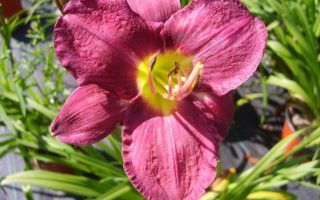 Hemerocallis hybrida DENIVKA – 'Chicago Royal Robe', P 13