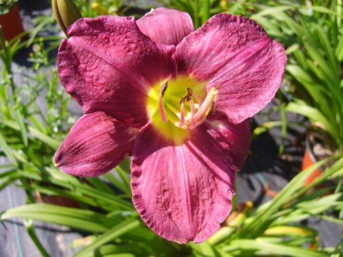 Hemerocallis hybrida DENIVKA – 'Chicago Royal Robe', P 13 - Obrázek 1