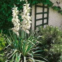 Yucca filamentosa