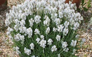 Lavandula angustifolia 'Elegance Snow'