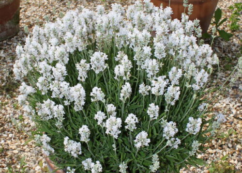 Lavandula angustifolia 'Elegance Snow' - Obrázek 1